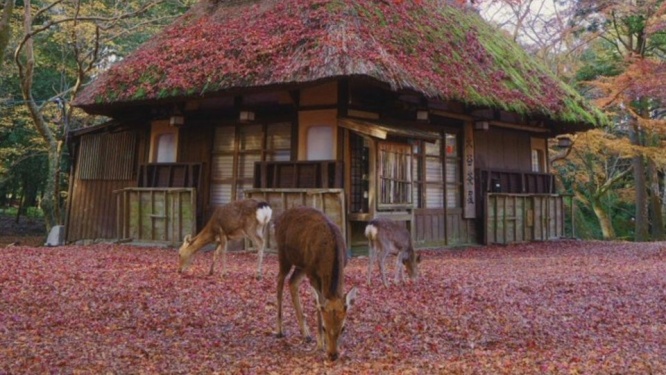 昔ばなしに入り込んだみたい　茅葺屋根と紅葉とシカ...正しく「日本の秋」な奈良の景色が美しい