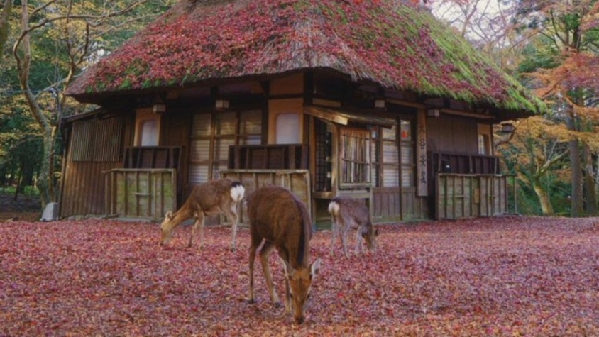 昔ばなしに入り込んだみたい　茅葺屋根と紅葉とシカ...正しく「日本の秋」な奈良の景色が美しい