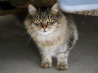 ネットで話題の「＃猫バンバン」を知ってる？