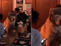 バーのカウンターに違和感なく溶け込んでいる帽子を被った犬。馴染みの客かよっていう（アメリカ）