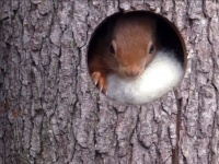 ウール100％のふわふわお布団だよ！大都会の片隅で快適な巣作りに励むリス