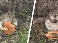 リスお前もか。マクドナルドのチーズバーガーを愛するふとっちょリスが発見された