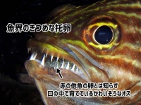 魚界の托卵はえぐい。無関係の魚の卵とは知らず、口の中で育て続けるかわいそうなオスが発見される