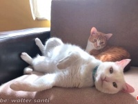 それは追いかけっこから始まった？猫と犬と猫の初めての出会いとその後の関係
