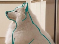太っているのではない。モフモフなのだ。サモエド犬の実体とは？サモエドボディに関する海外の反応