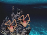 コシオリエビに導かれ海底で新たな熱水噴出孔を発見