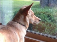 窓際で芽生えた小さな恋の物語。愛犬が向かいの家に住む猫に恋をした。
