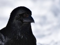 こっちの方が餌をもらえる確率が高いぞ！カラスはデータをもとに統計的推測をできることが判明