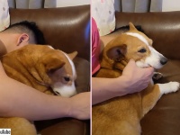 モフを止めるな！飼い主の撫でる手が止まると強制的に手を持ち上げるコーギー犬