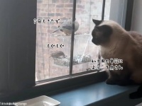 自分専用の鳥の餌台を設置してもらった猫。日がな一日バードウォッチングを楽しむ
