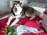 愛犬に「彼氏なんてとんでもない！」プレゼントをもらったハスキーを問い詰める飼い主