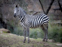 お外の世界が知りたくて。シマウマが動物園から脱走、3時間の自由を手に入れた後捕獲される