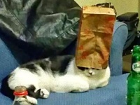 理解したい？やめたほうがいい、そこに意味などないのだから。猫のイミフな行動を詰め合わせでお届け