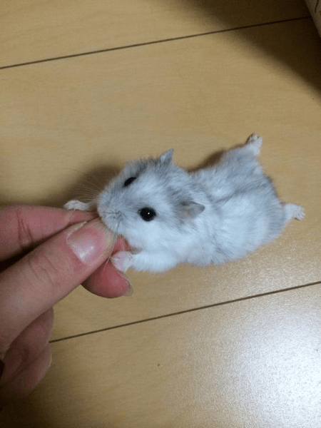 ペット好き必見！　一人暮らしで飼いやすい小動物系癒しペット5選#3