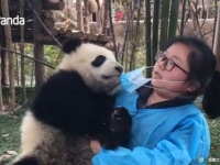 メイさん、メイさん、これなぁに？マスクが気になる子パンダと飼育員との異種格闘戦