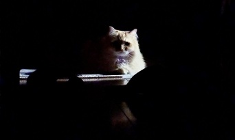 夜、廊下から妻の悲鳴→駆けつけると...　広がる光景にネット戦慄＆ほっこり「ホラーならぬ、ホニャー」