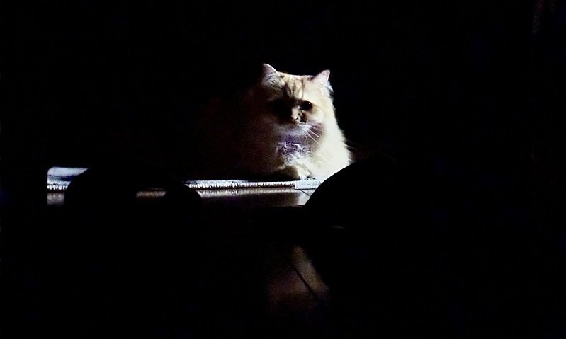 夜、廊下から妻の悲鳴→駆けつけると...　広がる光景にネット戦慄＆ほっこり「ホラーならぬ、ホニャー」