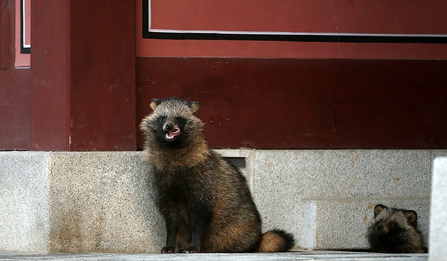 画像はイメージです（KOREA.NETさん撮影、Flickrより）