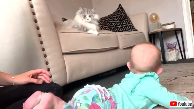 babygivespaw6_640