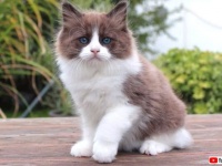 ティモそっくりな弟ができたよ！ラグドールの子猫がトビーのおうちにやって来た