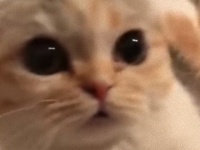 幸せならニャアと鳴こう！飼い主が歌うと合いの手を入れてくれるノリのいい猫