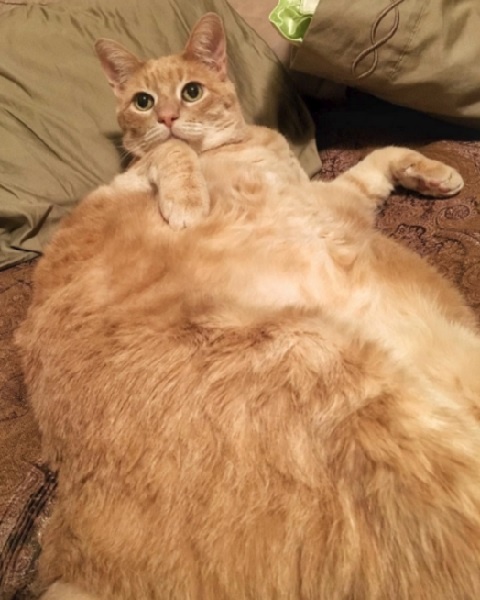 「暑いのは苦手だニャー」　愛猫家で有名なMLB選手、移籍先が暑すぎて巨漢の飼い猫と離れることに･･･ファンから悲しみの声殺到