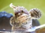 人気企画『へんないきもの展3』がサンシャイン水族館で開催中