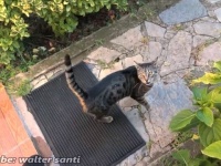 ダルタニャンの暮らす庭に新入り現る！ラウドスピーカー猫にちょっぴり困惑気味の大家さんたち