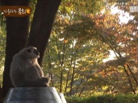 バナナもいらない。木登りもしない。落ち込んで元気のなかったテナガザルを救ったのは、小さな相棒だった