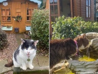 高齢の猫が安心して暮らせる猫のための老人ホーム
