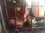 【驚愕】猫のロングジャーニー。８年前に失踪した猫が海外にいた！