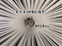 天井に開いた穴から猫がヌルッ！その姿がシュールすぎた。