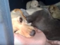 犬小屋の中を覗いてみると・・・子犬と子猫が入り乱れ、犬母さんと猫母さんが仲良く一緒に子育てをしていたことよ