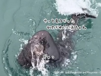 母親とはぐれたラッコの赤ちゃん。愛する声に気づいた母親がぎゅっと抱きしめ感動の再会