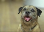 狙う客層は「お犬さま」！？　犬オンリー展示会がワンだふる！