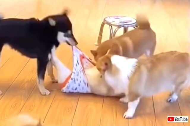 寒い夜にはココロだけでもあったかく過ごそう！ハートをとろかすほんわか可愛い生き物たち