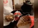 「どうしても食べたい…！」ご主人とハンバーガー争奪戦を繰り広げる猫。