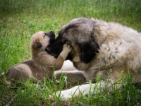 崩壊した家屋の下敷きになった子犬を助けたい母犬が人間に助けを求め、共に瓦礫を掘り起こす救出物語（インド）