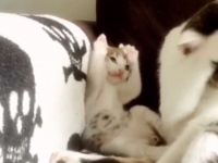 ママの真似ならニャンでもしちゃう！顔を洗う母猫の真似っこする子猫