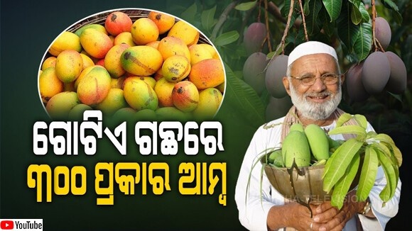 300種のマンゴを実らせる木がインドに存在する