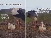 愛情たっぷりのコウノトリの夫。妻のために毛布を持ち帰り、やさしく体にかけてあげる