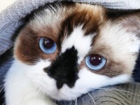 クールだろ？鼻にドクロのような模様を持つ、スカルノーズの猫「アルバート」さん