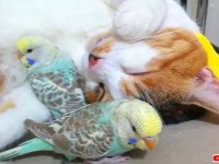 お昼寝中のにゃんこに密着！ふわもこに埋もれてうっとろりん？なインコたち