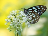 【心理テスト】美しいアゲハ蝶が飛んでいるのはどこ？　「あなたが演じているキャラ」