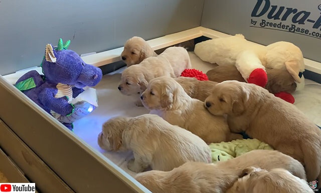 ただただかわいい！恐竜がゴールデンレトリバーの小犬たちに読み聞かせ