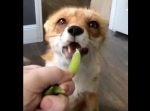 「あ〜ん♪」キツネがスナップエンドウを食べようとした瞬間まさかの…！