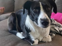 猫先輩による英才教育で香箱座りを完全マスターした犬