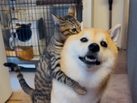 心が温まるワンちゃんとネコちゃんの画像が話題！飼い主さんが語る撮影エピソードとは？