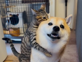 心が温まるワンちゃんとネコちゃんの画像が話題！飼い主さんが語る撮影エピソードとは？