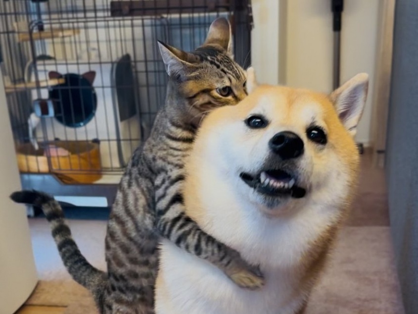 心が温まるワンちゃんとネコちゃんの画像が話題！飼い主さんが語る撮影エピソードとは？